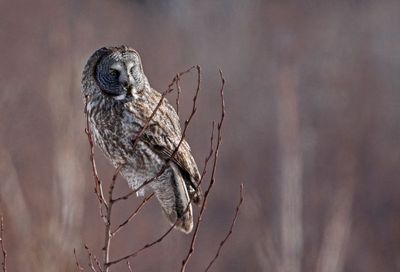Great Gray Owl 2025-02-17
