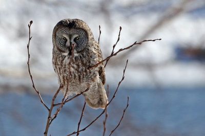 Great Gray Owl 2025-02-17