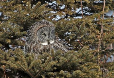 Great Gray Owl 2025-02-17