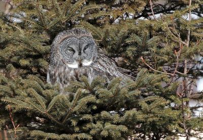 Great Gray Owl 2025-02-17