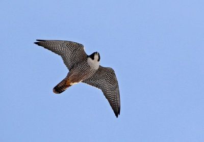 Peregrine Falcon 2025-02-17