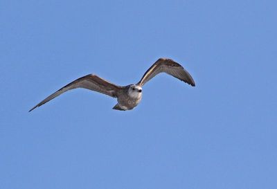 American Herring Gull 2025-02-17