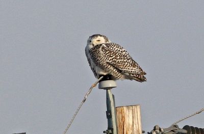 Snowy Owl 2025-02-17