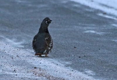 Spruce Grouse 2025-02-17