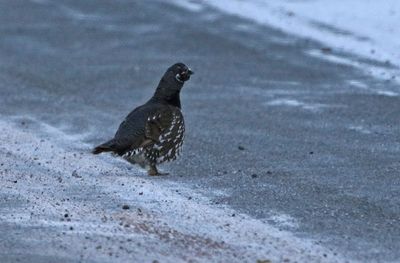 Spruce Grouse 2025-02-17