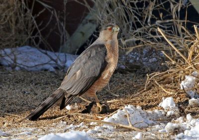 Cooper's Hawk 2025-02-18