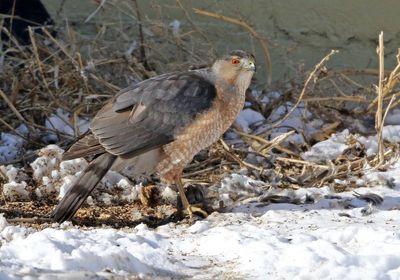 Cooper's Hawk 2025-02-18