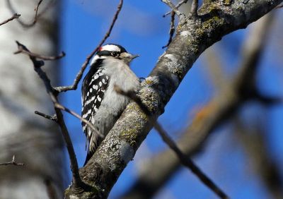 Downy Woodpecker 2025-02-18