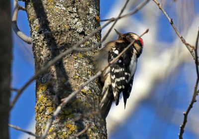Downy Woodpecker 2025-02-18