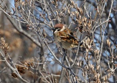 Eurasian Tree Sparrow 2025-02-18
