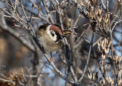 Eurasian Tree Sparrow 2025-02-18