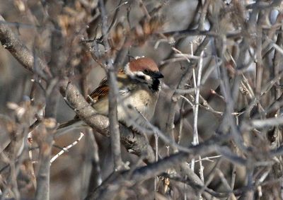 Eurasian Tree Sparrow 2025-02-18