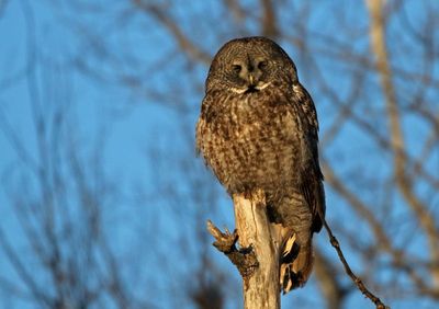 Great Gray Owl 2025-02-18