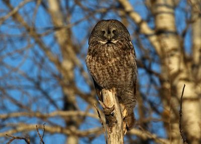 Great Gray Owl 2025-02-18