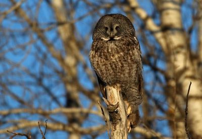 Great Gray Owl 2025-02-18
