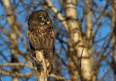 Great Gray Owl 2025-02-18