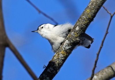 White-breasted Nuthatch 2025-02-18