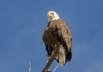 Bald Eagle 2025-03-11