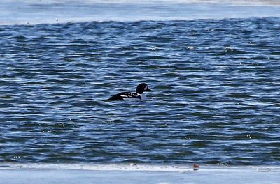 Barrow's Goldeneye 2025-02-25
