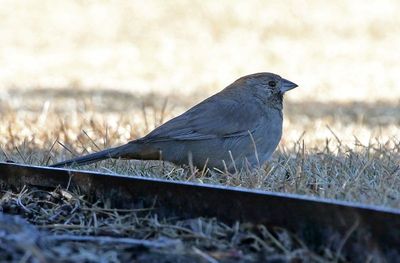 Canyon Towhee 2025-03-16