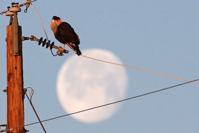 Crested Caracara 2025-03-16
