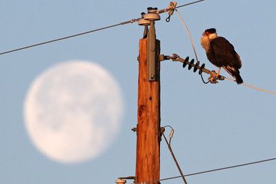 Crested Caracara 2025-03-16