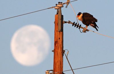 Crested Caracara 2025-03-16