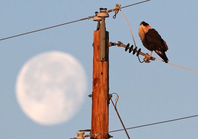 Crested Caracara 2025-03-16