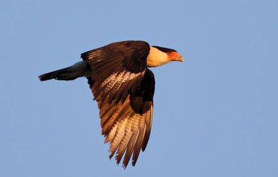 Crested Caracara 2025-03-16
