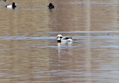 Long-tailed Duck 2025-03-02