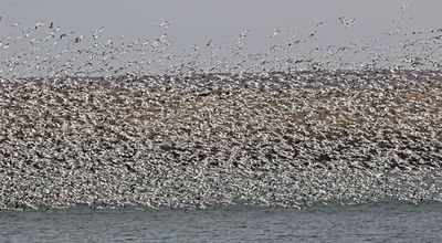 Snow Goose and Ross's Goose 2025-03-11