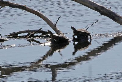 Painted Turtle 2025-03-03