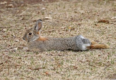 Eastern Cottontail 2025-03-11