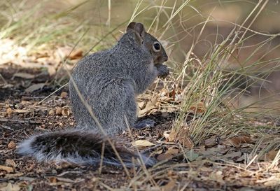 Arizona Gray Squirrel 2025-03-19