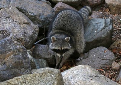Raccoon 2025-03-19