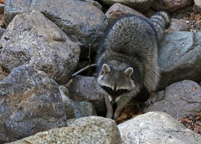 Raccoon 2025-03-19