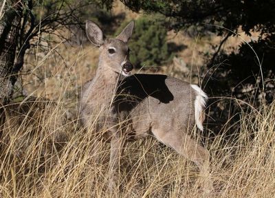 White-tailed Deer 2025-03-19