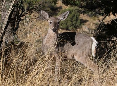 White-tailed Deer 2025-03-19
