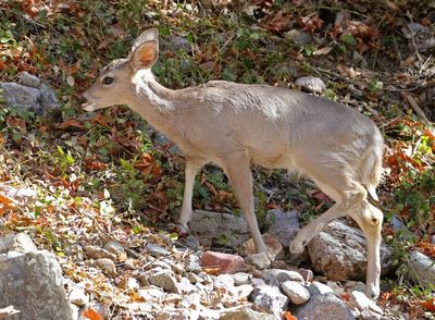 White-tailed Deer 2025-03-19