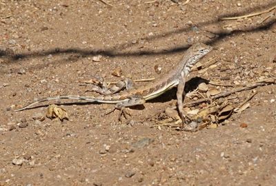 Zebra-tailed Lizard 2025-03-19