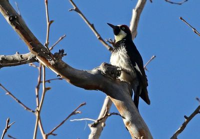 Acorn Woodpecker 2025-03-19