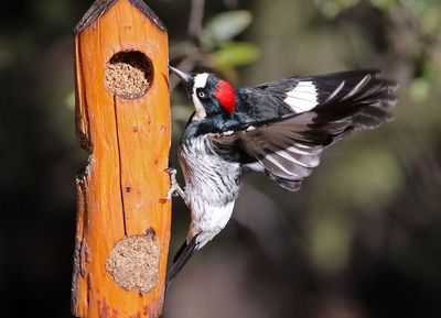 Acorn Woodpecker 2025-03-19