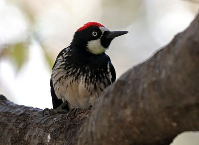 Acorn Woodpecker 2025-03-19