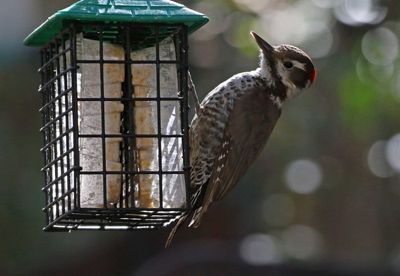 Arizona Woodpecker 2025-03-19