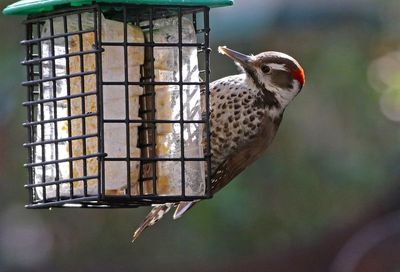 Arizona Woodpecker 2025-03-19