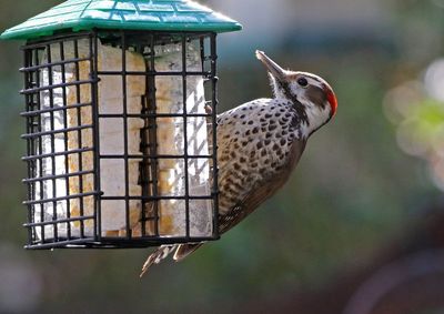 Arizona Woodpecker 2025-03-19