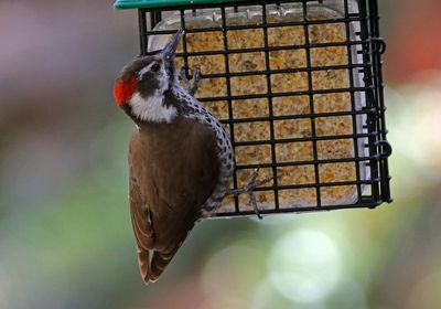 Arizona Woodpecker 2025-03-19