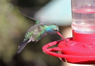 Broad-billed Hummingbird 2025-03-19