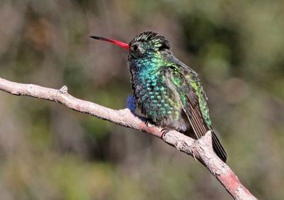 Broad-billed Hummingbird 2025-03-19