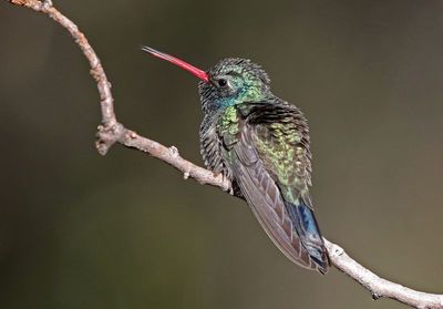 Broad-billed Hummingbird 2025-03-19